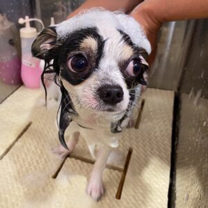 シャンプーチワワ