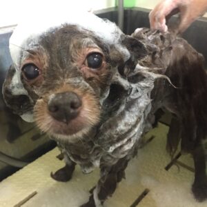 シャンプーミックス