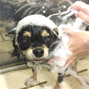 シャンプーチワワ