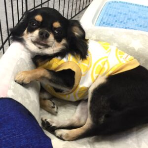 仕上がりチワワ