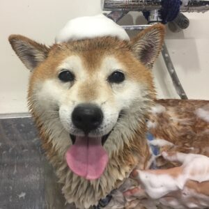 シャンプーしば