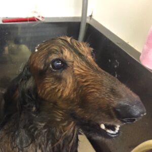 シャンプーダックス