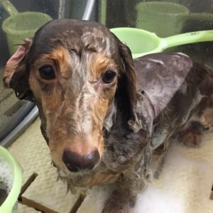 シャンプーダックス