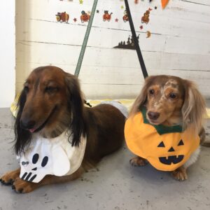 仕上がりダックス