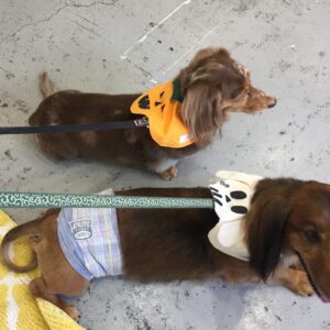 仕上がりダックス後ろ