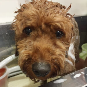 シャンプートイプー