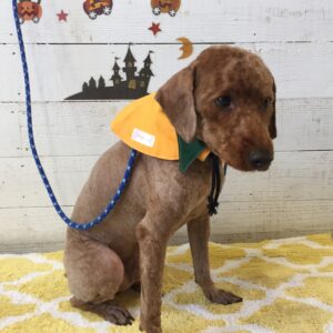 仕上がりトイプー