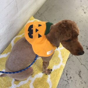 仕上がりトイプー後ろ