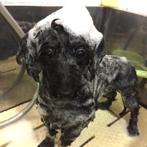 シャンプーミックス