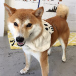 もなちゃんアイキャッチ