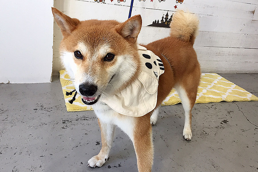 もなちゃんアイキャッチ