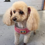 モコちゃんアイキャッチ