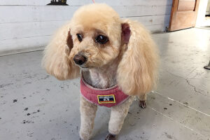 モコちゃんアイキャッチ