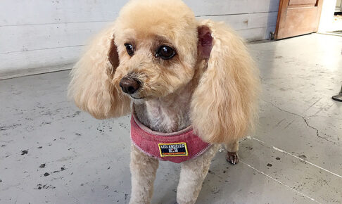 モコちゃんアイキャッチ