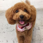 ココちゃんアイキャッチ