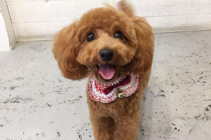 ココちゃんアイキャッチ