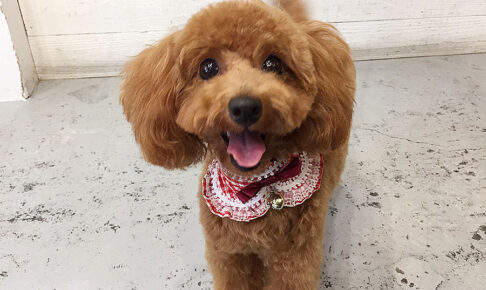 ココちゃんアイキャッチ