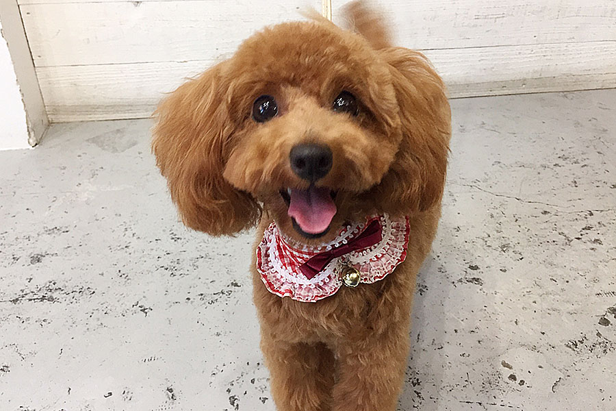 ココちゃんアイキャッチ