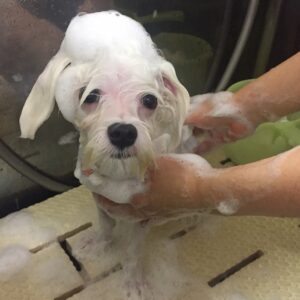 シャンプーマルチーズ