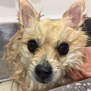 シャンプーポメ