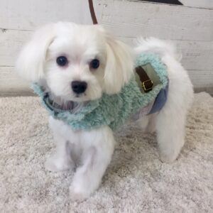 仕上がりマルチーズ