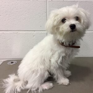 よろしくマルチーズ