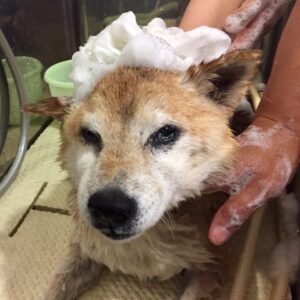 シャンプーしば