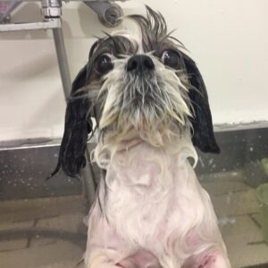 シャンプーシーズー