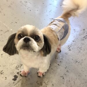 仕上がりシーズー