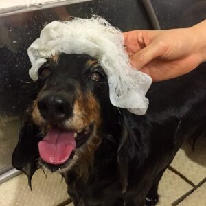 シャンプーダックス