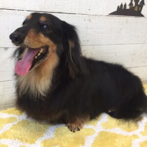 仕上がりダックス