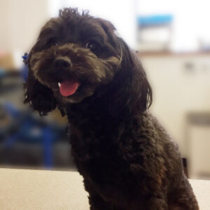 よろしくミックス