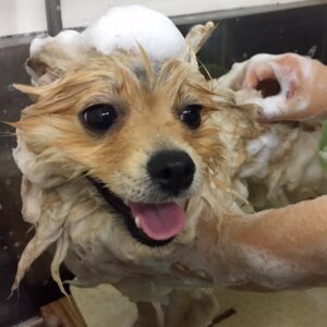 シャンプーポメ