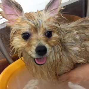 お風呂ポメ