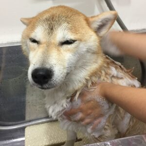 シャンプーしば