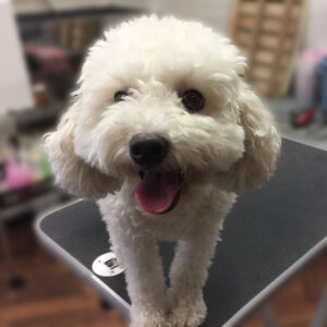 よろしくトイプー