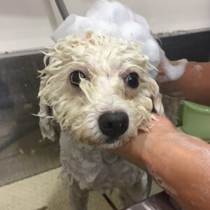 シャンプートイプー