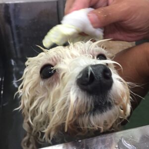 お風呂トイプー