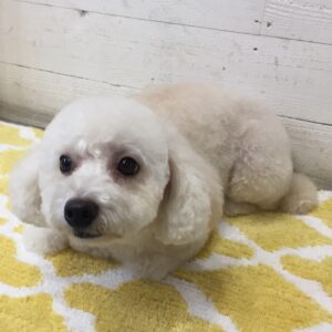 仕上がりトイプー