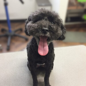 よろしくトイプー