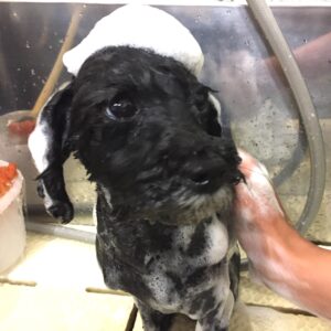 シャンプートイプー