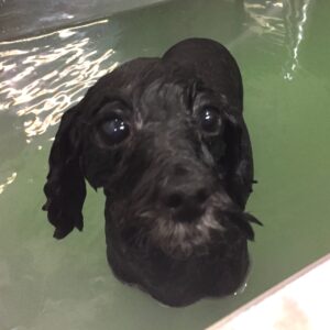 お風呂トイプー