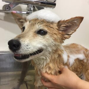 シャンプーミックス