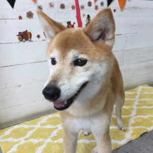 仕上がりミックス