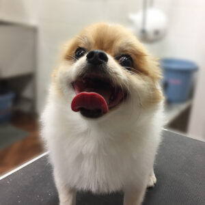 よろしくミックス