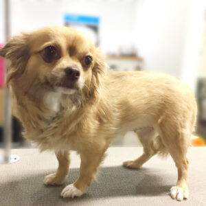 よろしくチワワ