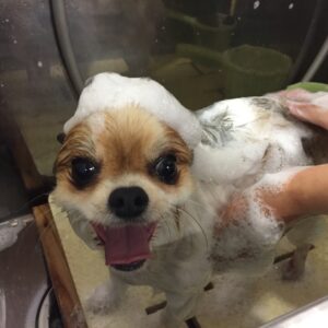 シャンプーミックス