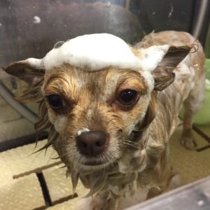 シャンプーチワワ