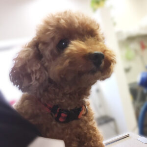 よろしくトイプー