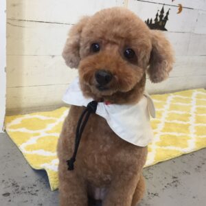 仕上がりトイプー